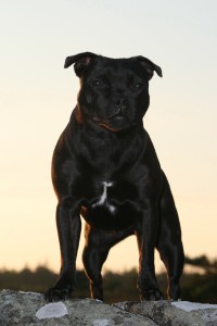 Cocos